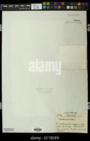 Calotrix parietina Calotrix parietina. Foto Stock