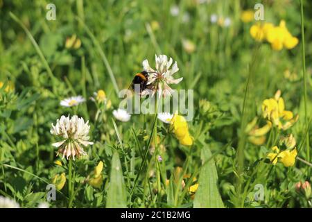 Un bumblebee su un trifoglio bianco, vetchlings di prato sono tutto intorno Foto Stock