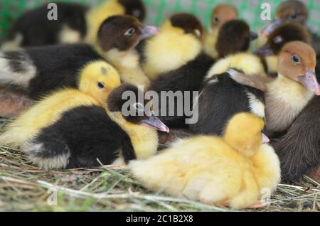 Il piccolo closeup di anatra muschio Foto Stock