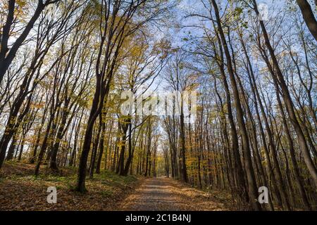 Forest path, surrounded by broad leaved trees in their yellow fall autumn colors, in the Fruska Gora Woods, a park in Voivodina, in Serbia.  Picture o Foto Stock