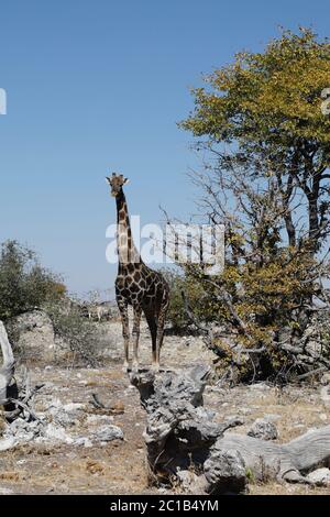 Paesaggio asciutto con animali pascolando, il Vlei morto, Namibia Foto Stock