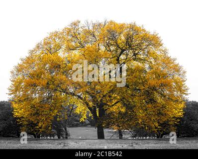 Grande albero giallo in bianco e nero paesaggio scena a Central Park, New York City New York Foto Stock