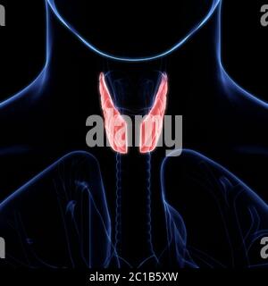 Ghiandole del corpo umano lobi dell'anatomia della ghiandola tiroidea Foto Stock