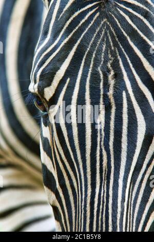 Zebra di Burchell - Equus burchelli Foto Stock