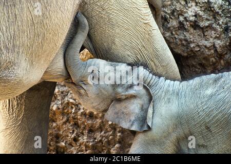 Vitello elefante asiatico - Elefas maximus Foto Stock