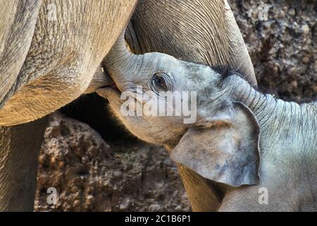 Vitello elefante asiatico - Elefas maximus Foto Stock