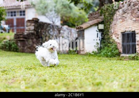 Cane maltese in primavera Foto Stock
