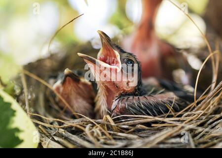 Pulcini di bulbul dal sussurro rosso - Pincnonotus jocosus Foto Stock