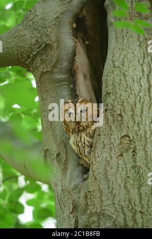 Gufo brulicante seduto in un buco in e faggio, circondato da foglie verdi Foto Stock