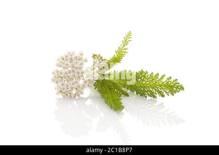 Millefiori Native Yarrow Foto Stock