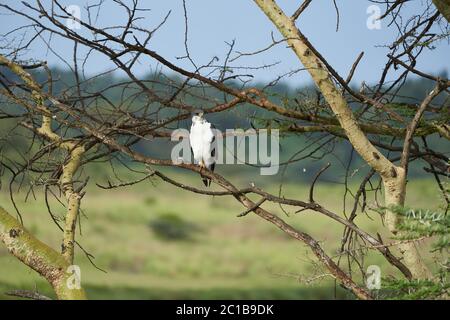 Coppia buzzard di augur Buteo augurarge uccello africano di preda con cattura orientale verde mamba Dendroaspis angusticeps serpente altamente velenoso Foto Stock