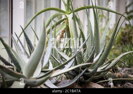 Aloe vera chinensis piante su pentole in un interno con le loro foglie tipiche di cactus. Aloe vera chinensis è una specie di succulenti che crescono in pla caldo Foto Stock