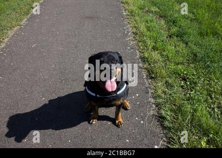 Ritratti dei Rottweiler. Cane tiro fuori casa. Foto Stock