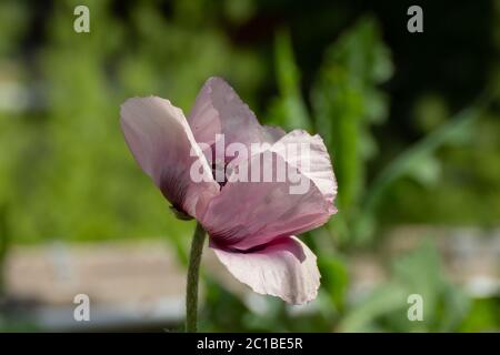 Primo piano di un papavero orientale bianco e viola, Papaver orientale o matrimonio reale. Foto Stock