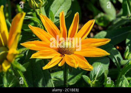 Rudbeckia hirta 'Primavera Irlandese' una pianta di fiori d'autunno erbacea gialla perenne comunemente conosciuta come Black Eyed Susan o Coneflower Foto Stock