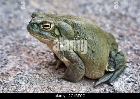 Fiume Colorado toad - Bufo alvarius Foto Stock