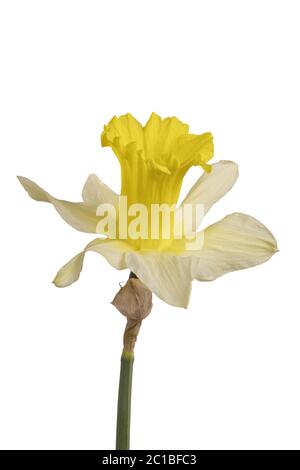 Daffodil giallo (Narcissus) isolato su sfondo bianco Foto Stock