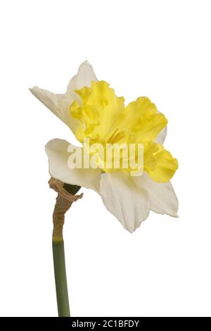 Daffodil giallo (Narcissus) isolato su sfondo bianco Foto Stock