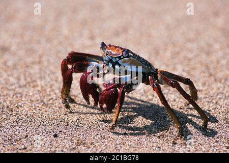 Granchio Sally Lightfoot (granchio di roccia rossa) - Grapsus adscensionis Foto Stock