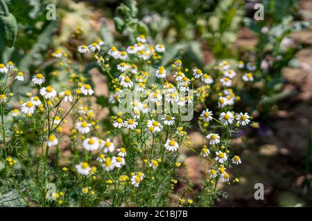 Fiori di camomilla in piena fioritura Foto Stock