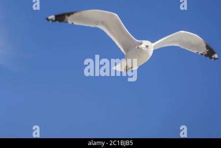 Volo singolo di gabbiano Foto Stock