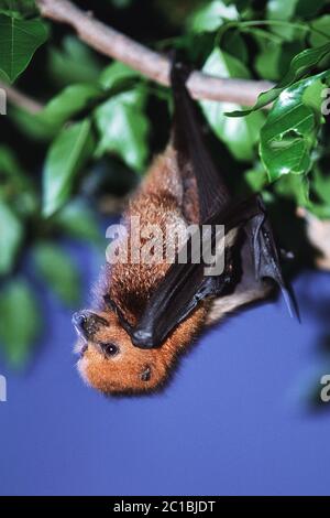 Mauritius frutta pipistrello / volpe mauriziana - Pteropus niger Foto Stock