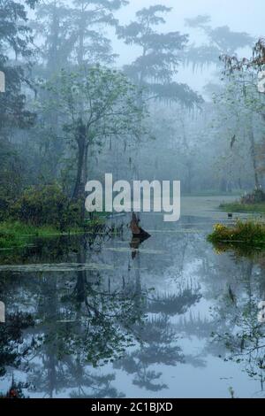 USA, Louisiana, Jefferson Parish, Lafayette, Lake Martin Mood Foto Stock