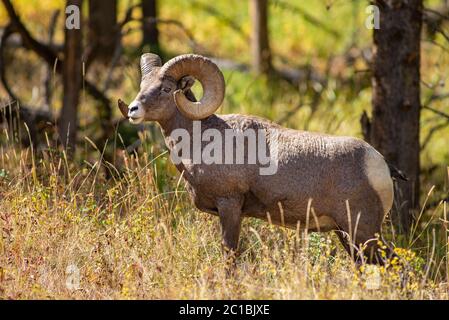 Stati Uniti, Wyoming, Yellowstone, Parco Nazionale, Bighorn RAM Foto Stock