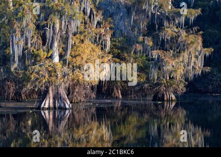 USA, Louisiana, Jefferson Parish, Lafayette, Lake Martin, Cypress Tree Foto Stock