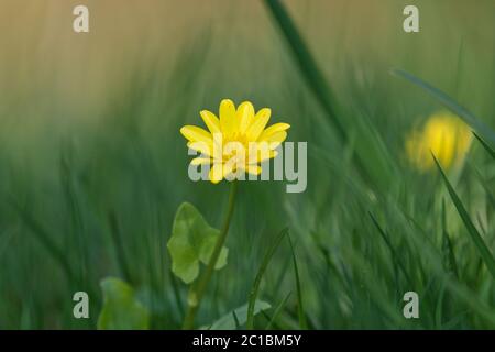 Fiore di primavera minore celandina (ficaria verna) in una natura selvaggia Foto Stock