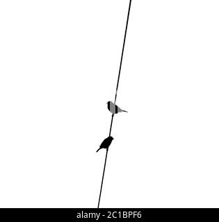 Silhouette bianca e nera di due passeri appollaiati su un filo Foto Stock