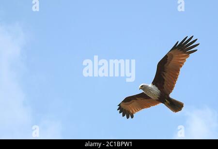 Aquilone brahminy (haliastur indus) nella foresta di Sundarban. Questo uccello è raffigurato nei Sundarbans nel sud del Bangladesh. Foto Stock