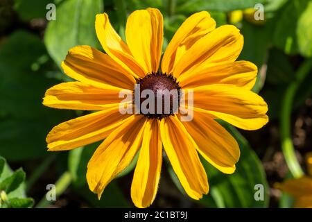 Rudbeckia hirta 'Primavera Irlandese' una pianta di fiori d'autunno erbacea gialla perenne comunemente conosciuta come Black Eyed Susan o Coneflower Foto Stock