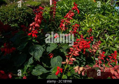 Salvia splendens, il salvia scarlatto o salvia tropicale, è un tenero perenne erbaceo Foto Stock