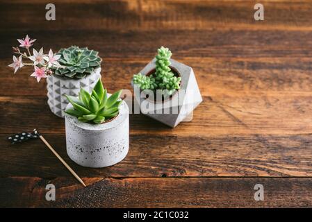 Gruppo di piccole piante succulente in pentole di piante di cemento su vecchio sfondo di legno. Impianti domestici di stile scandinavo Foto Stock