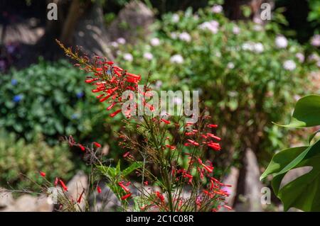 Russelia equisetiformis, comunemente conosciuta come fondaimbush, piante di vigili del fuoco, piante di corallo, fontana di corallo, coralblow e pianta di fontana Foto Stock