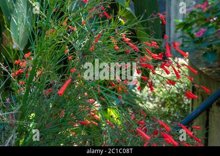 Russelia equisetiformis, comunemente conosciuta come fondaimbush, piante di vigili del fuoco, piante di corallo, fontana di corallo, coralblow e pianta di fontana Foto Stock