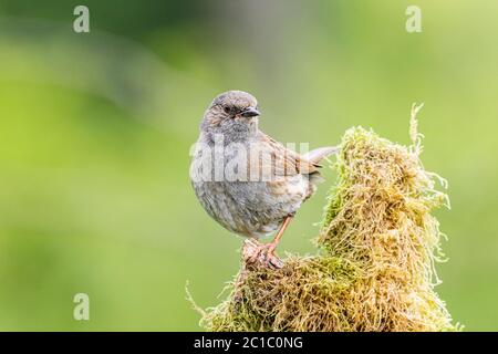 Dunnock a metà Galles durante la primavera Foto Stock