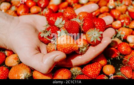 Manciata di fragole biologiche coltivate in azienda agricola appena raccolte, lavate in acqua in colori naturali Foto Stock
