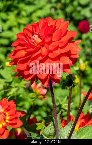 Dahlia 'Taratahi Ruby' una pianta di fiori perenni erbacei rossi tuberi-rossi d'estate Foto Stock