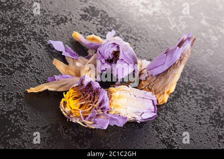 Egiziano blu fiore di loto. Foto Stock