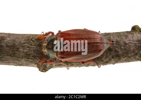 (Cockchafer Melolontha melolontha) isolato su sfondo bianco Foto Stock