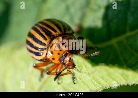 Patata bug su fogliame di patata in natura, sfondo naturale, macro immagine Foto Stock