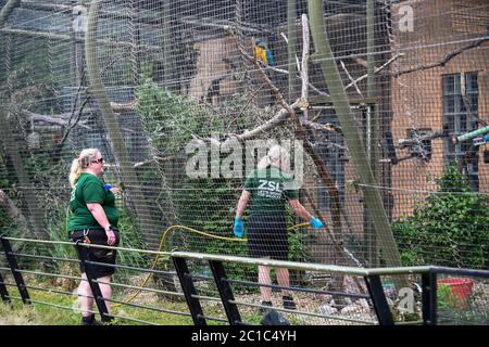 Londra, Regno Unito. 15 giugno 2020. Il personale al lavoro per la riapertura dello ZSL London Zoo, il primo giorno in cui lo zoo è stato aperto al pubblico da marzo a seguito del blocco pandemico del coronavirus. Il personale ha dovuto lavorare durante tutto il periodo di chiusura per la cura degli animali. Il governo britannico ha allentato le restrizioni del Covid-19 che consentono a negozi non essenziali, zoo e parchi safari di riaprire al pubblico dal 15 giugno. Credit: Stephen Chung / Alamy Live News Foto Stock