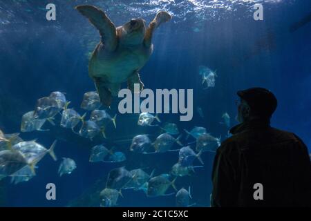 Virginia Aquarium e Marine Science Center Virginia Beach Foto Stock