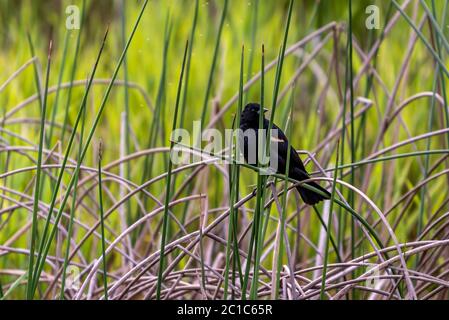 Blackbird alato rosso al Turnbull National Wildlife Refuge Foto Stock