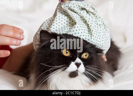 Gatto persiano flu e bottiglie di acqua calda sulla testa Foto Stock