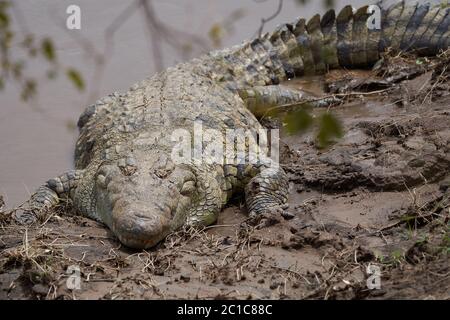 Coccodrillo del Nilo Crocodylus niloticus coccodrillo grande al fiume Serengeti Foto Stock
