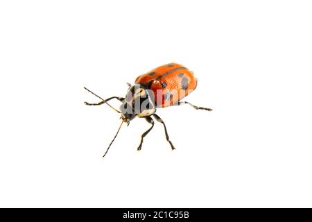 Beetle Cryptocephalus octopunctatus isolato su uno sfondo bianco Foto Stock