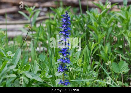 Montante bugle (Ajuga genevensis) in una natura selvaggia Foto Stock